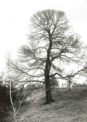 Edelkastanie (Castanea sativa), auch Esskastanie genannt, am Kapphahn bei Oberwartha