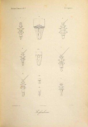 Midden-Sumatra : reizen en onderzoekingen der Sumatra-expeditie, uitgerust door het Aardrijkskundig Genootschap, 1877 - 1879, 4. Deel. Natuurlijke historie