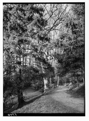 Meißen-Siebeneichen. Schloss Siebeneichen. Schlosspark, sogen. "Engländerei"