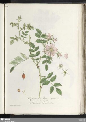 L'Eglantier ou Le Rosier Sauvage