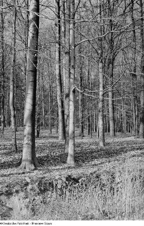 Waldstück
