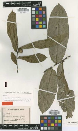 Hexalobus megalophyllus Engl. & Diels [isotype]
