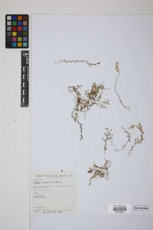 Selaginella flagellata Spring