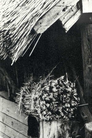 Feldarbeit in Kreckwitz, Getreideernte : Land- und Viehwirtschaft - Getreideernte. Ort: Krakecy / Kreckwitz. Haus Nr. 2. Schock Strohseile.