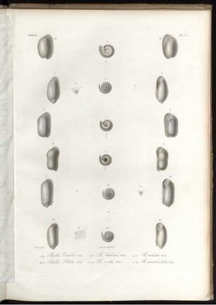 Tab. IV. bis