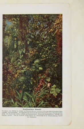 Brasilianischer Urwald