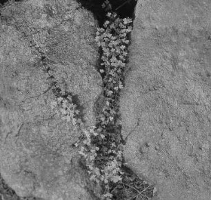 Lippenblütler (Labiatae). Feldthymian, Arzneiquendel (Thymus pulegioides). Blühender Bestand in einer Felsspalte