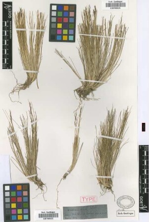 Pipdtochaetium mucronatum Griseb. [holotype]