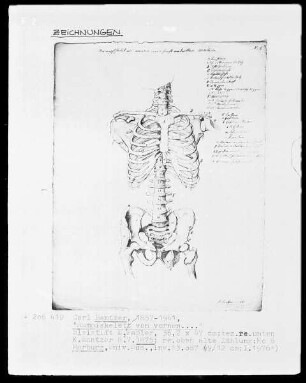 Anatomische Studien — Rumpfskelett von vorne, Folio 6