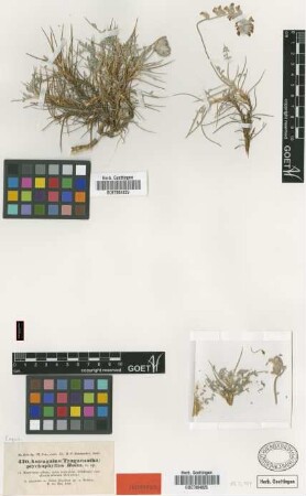 Astragalus ptychophyllus Boiss. [isotype]