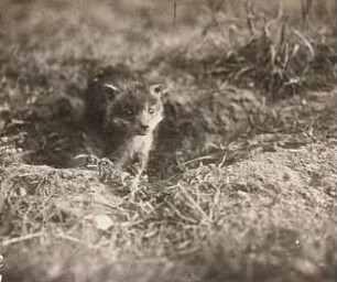 Rotfuchs (Vulpes vulpes L.). Jungfuchs am Bau