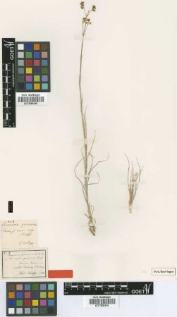 Arenaria graminea C.A.Mey. [type]