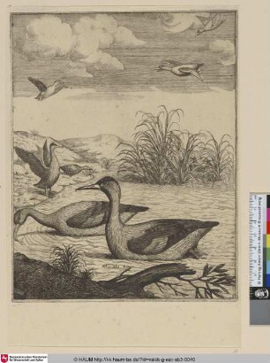 [Gänsesäger; Goosanders]