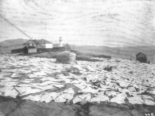 Thorshaven/Färöer Inseln (Dänemark). Stockfische, zum Trocknen ausgelegt auf felsigem Boden, im Hintergrund Gehöft und Leuchtturm