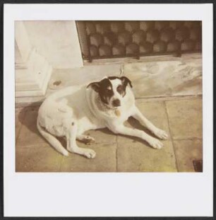 Herrenloser Hund in Athen