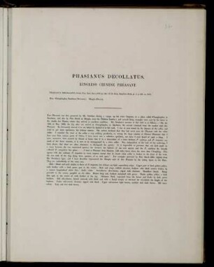 Phasianus decollatus