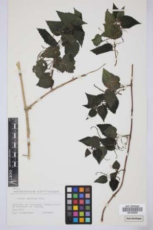 Urtica morifolia Poir.