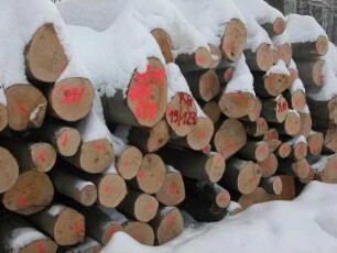 Sachsen-Anhalt, Friedrichsbrunn im Unterharz, tief verschneiter Nutzholzstapel