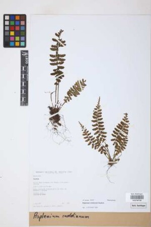 Asplenium raddianum