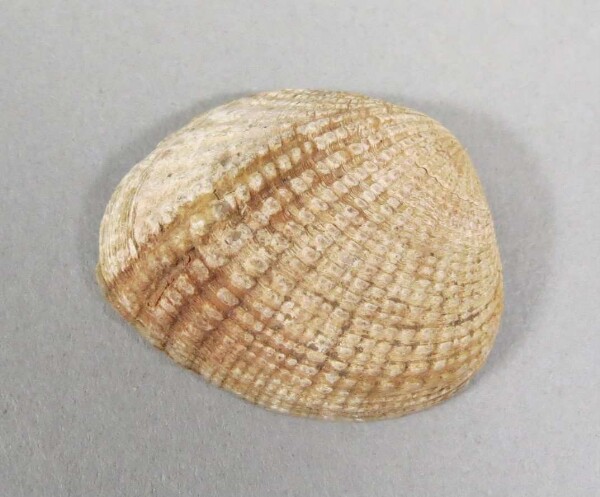 Muschelschale