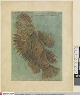 L'Scorpion [sic] de Mer; Tom. II. Janvier 1757. Plan. III. Page 71