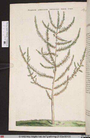 SPARTIUM AFRICANUM FRUTESCENS ERICAE FOLIO.