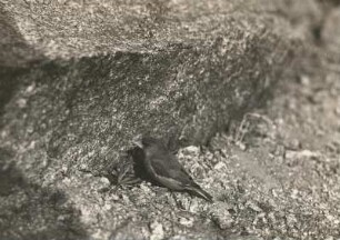 Grünfink (Carduelis chloris L.), bei der Nahrungssuche am Boden