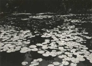 Seerosenteich mit Beständen der Weißen Seerose (Nymphaea alba). Friedewald (Moritzburg-Friedewald)