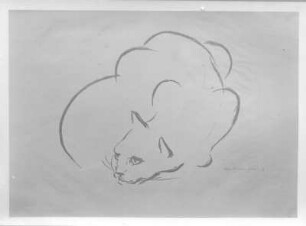 Lauernde Katze : Lauernde Katze. Kohlezeichnung (1946; E. Richter). Dresden-Striesen, Borsbergstraße 11, Atelier der Künstlerin