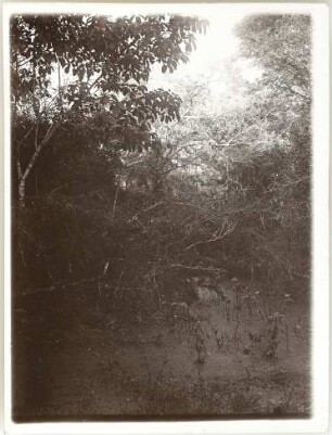 kleiner Fluss mit üppiger Vegetation