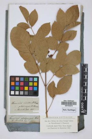 Fraxinus viridis