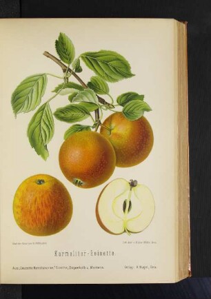 Karmeliter-Reinette.