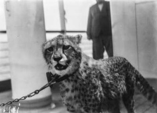 Gepard : Junger Gepard an einer Kette auf dem Deck