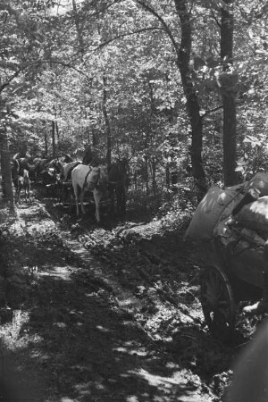 Zweiter Weltkrieg. Frontbilder. Sowjetunion. Troß der deutschen Wehrmacht mit Pferdefuhrwerken in einem Wald