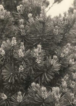Bergkiefer (Pinus mugo) im Georgenfelder Hochmoor bei Zinnwald-Georgenfeld. Zweigspitzen mit Blüten