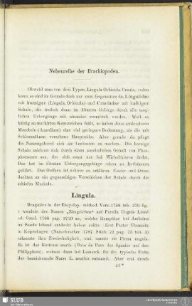 Nebenreihe der Brachiopoden