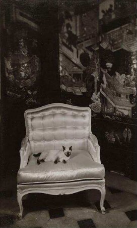Stuhl mit Siamkatze, im Hintergrund asiatische Lackarbeit