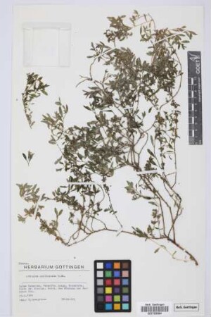 Atriplex semibaccata R. Br.