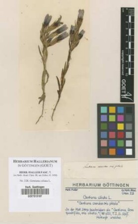 Gentiana ciliata L.