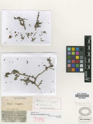 Bourreria microphylla Griseb. [holotype]