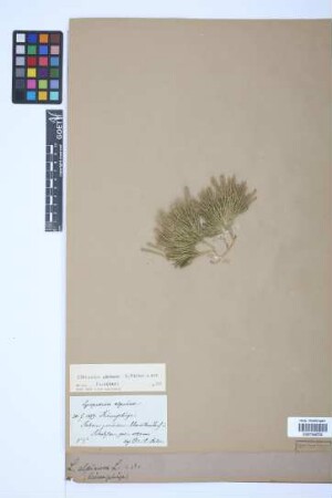 Diphasiastrum alpinum (L.) J. Holub