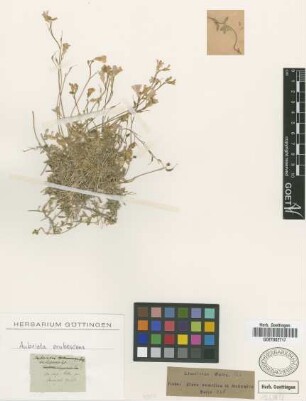 Aubrieta erubescens Griseb. [type]