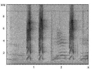 Bartkauz | Strix nebulosa - Ruf