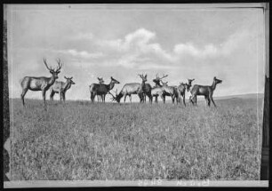 Walla Walla. Elk near Walla Walla, Wash.