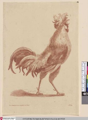 [Krähender Hahn; Rooster Walking in Profile; Kraaiende haan]