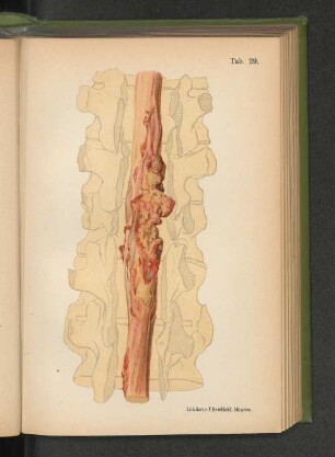 Tab. 29.