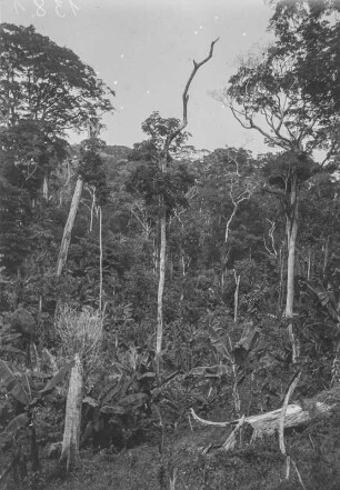 Vegetation im Urwald : Die Vegetation des tropischen Urwalds