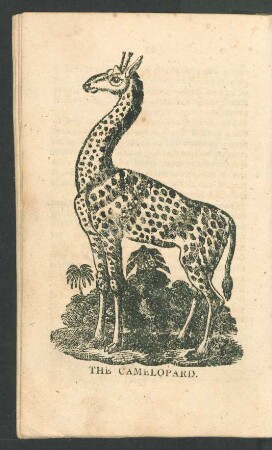 Tafel: The camelopard.