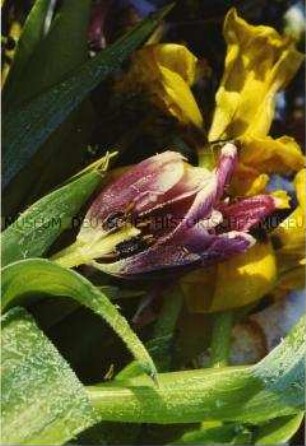 Von Raureif bedeckte Tulpe (Altersgruppe 14-17)