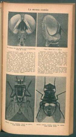 La mosca común